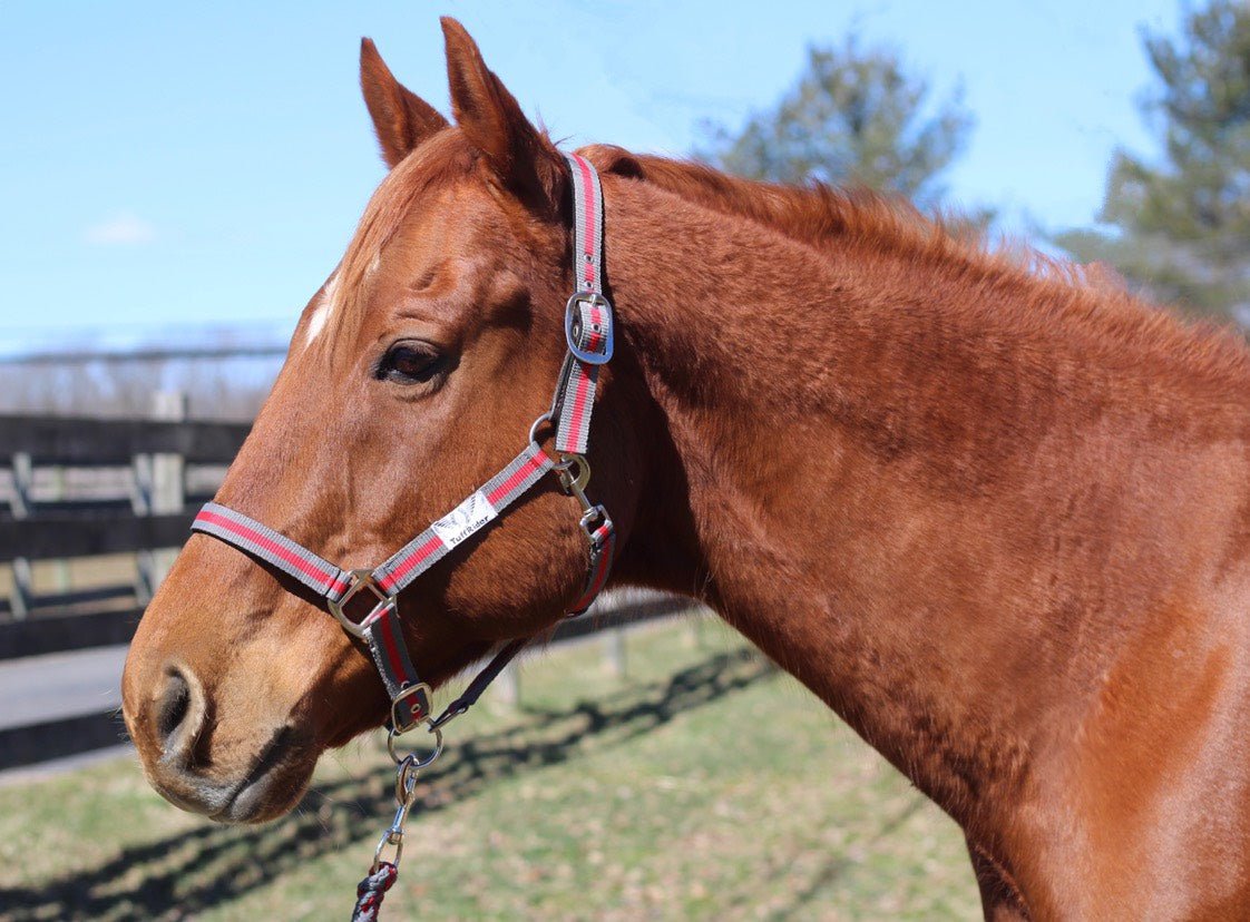 TuffRider Nylon Breakaway Halter & Lead Rope Set