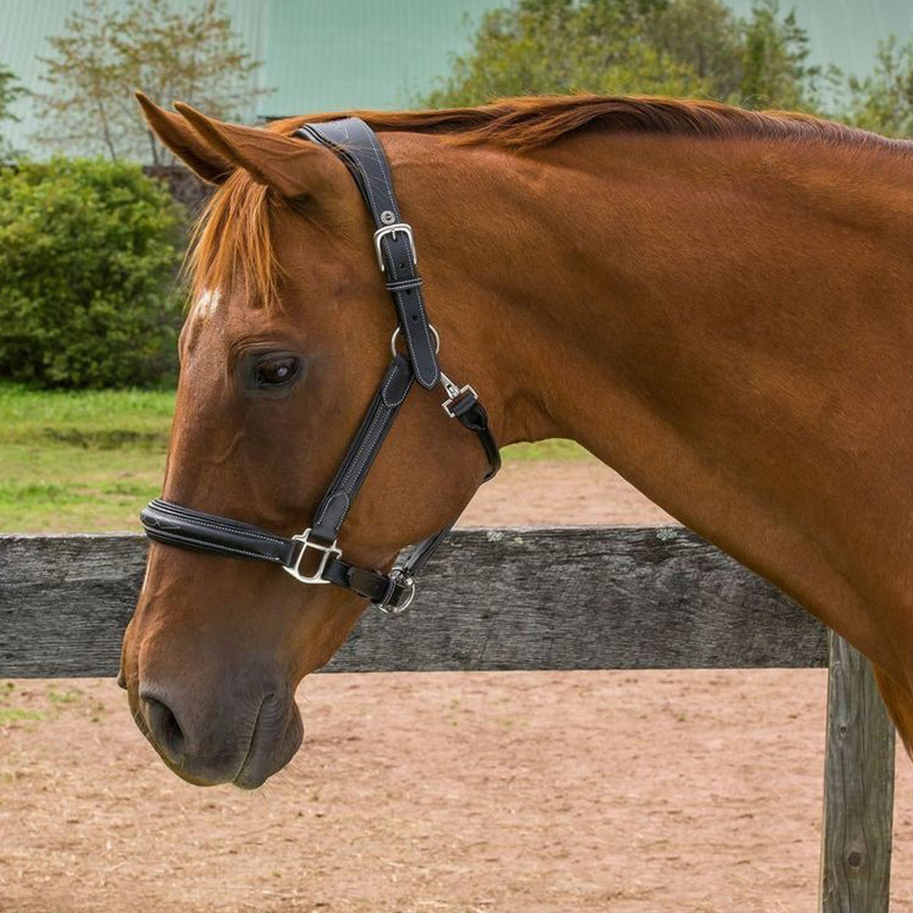 Henri de Rivel Stress Free Halter With Fancy Contrast Stitching